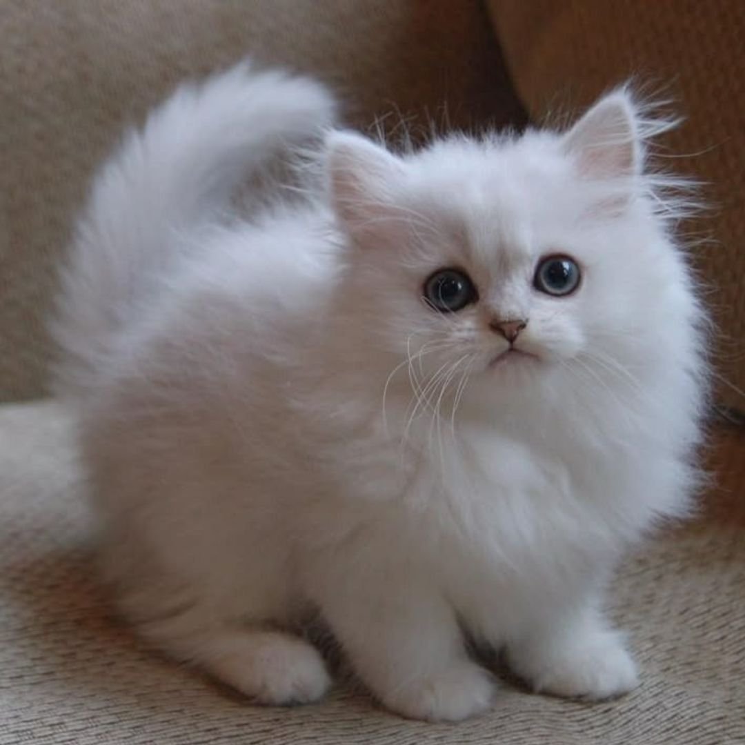 Persian Cat (White)