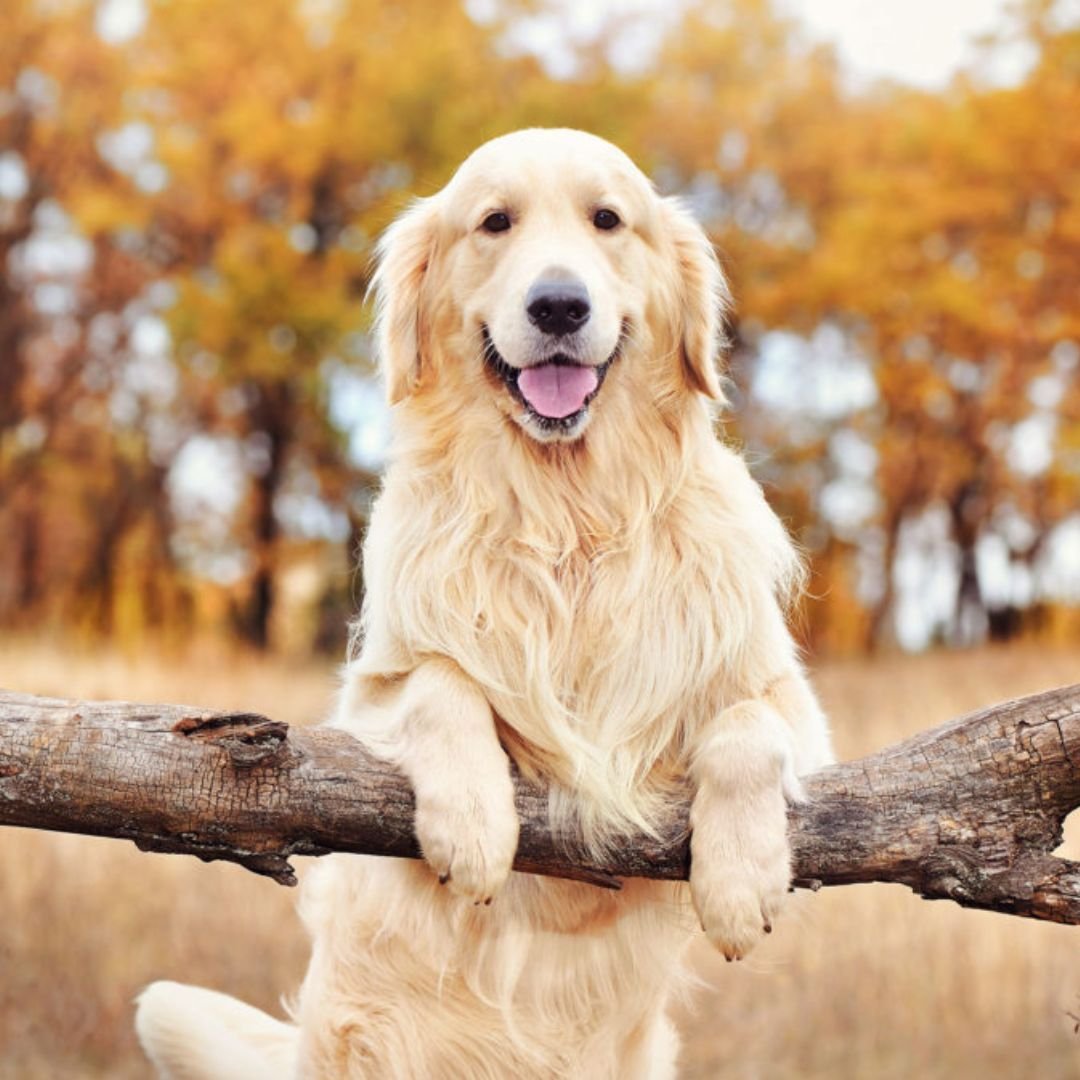 Golden Retriever Puppy