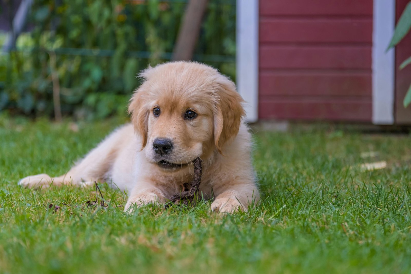 Golden Retriever Puppy