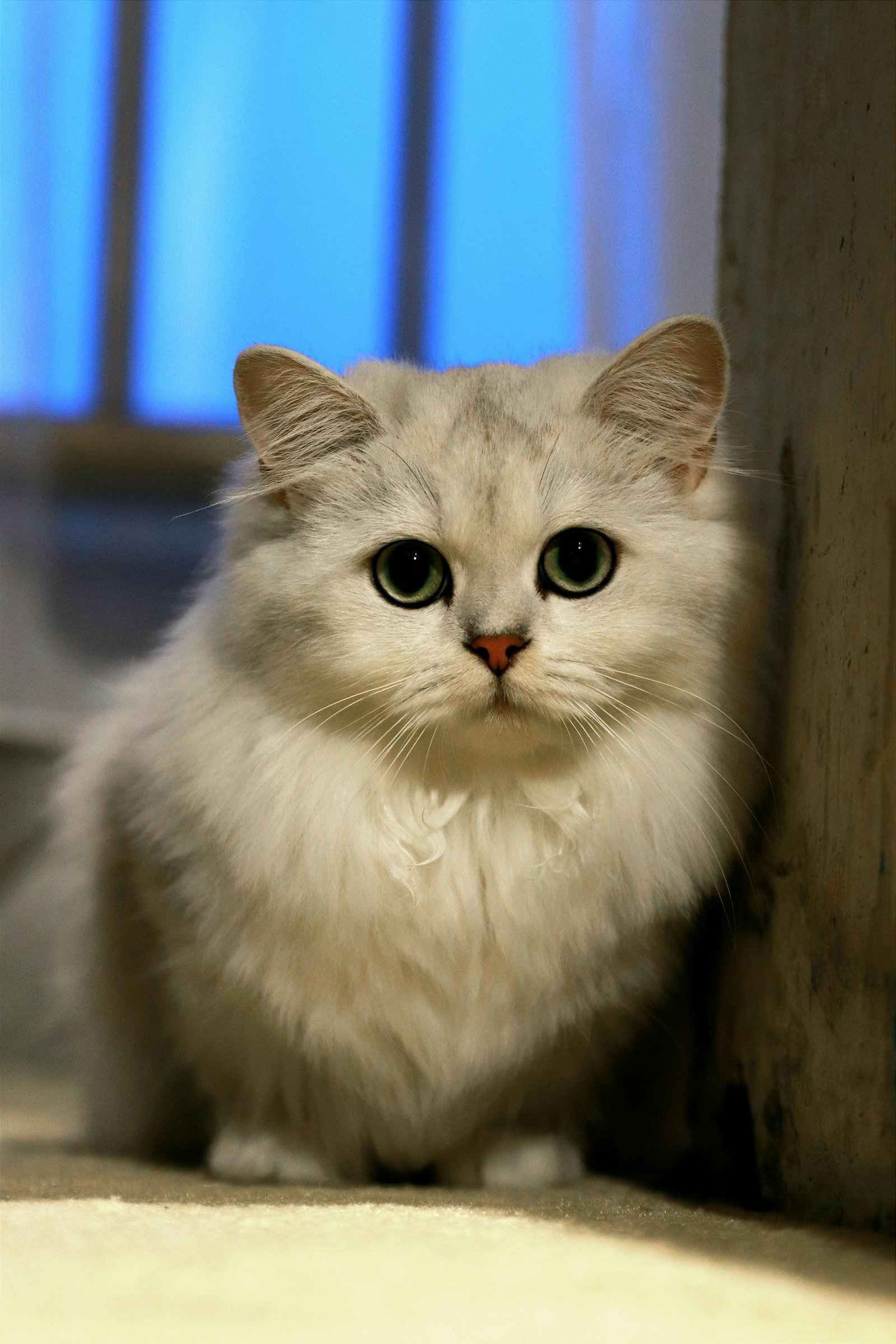 Persian Cat (White)