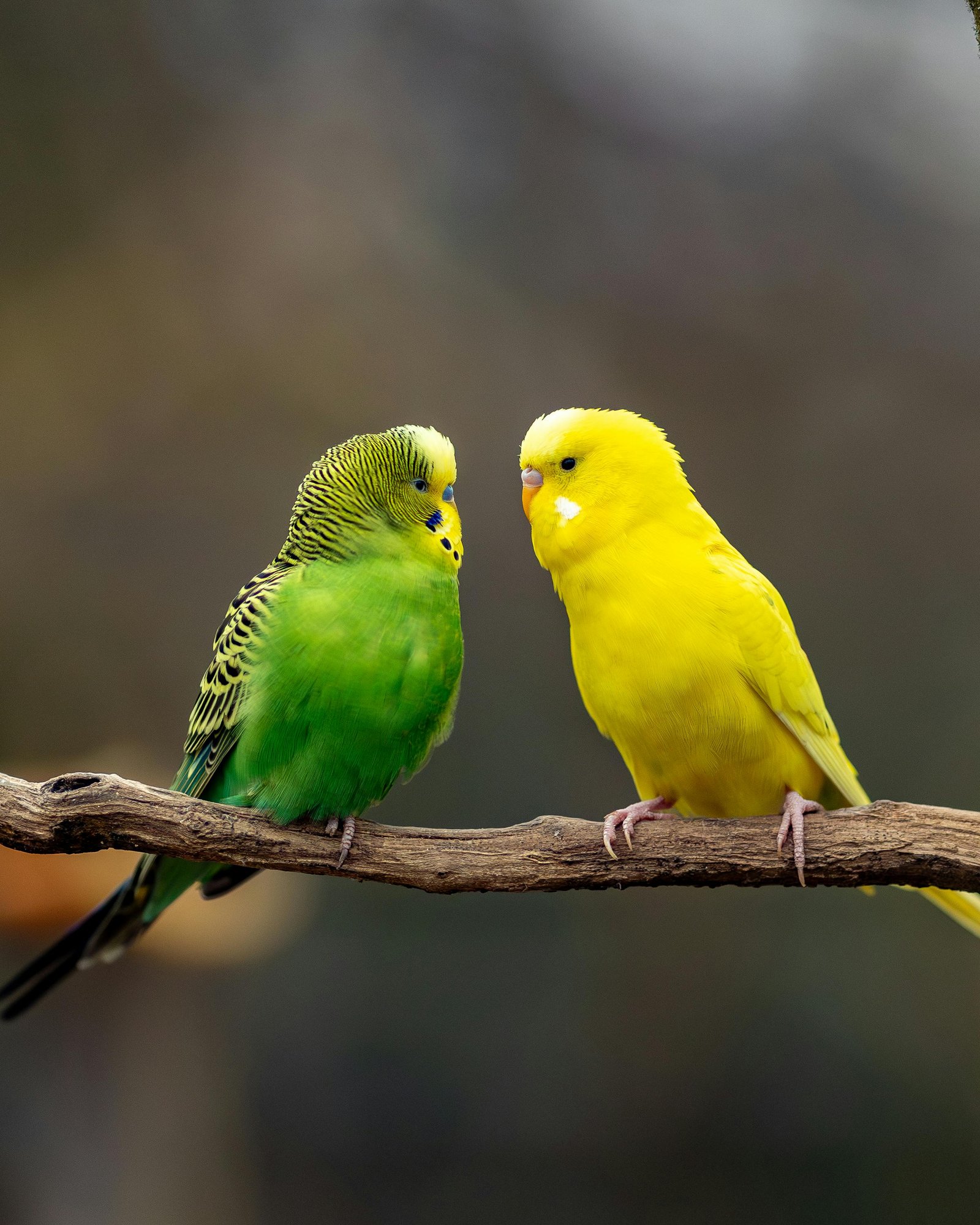 Budgerigar Pair