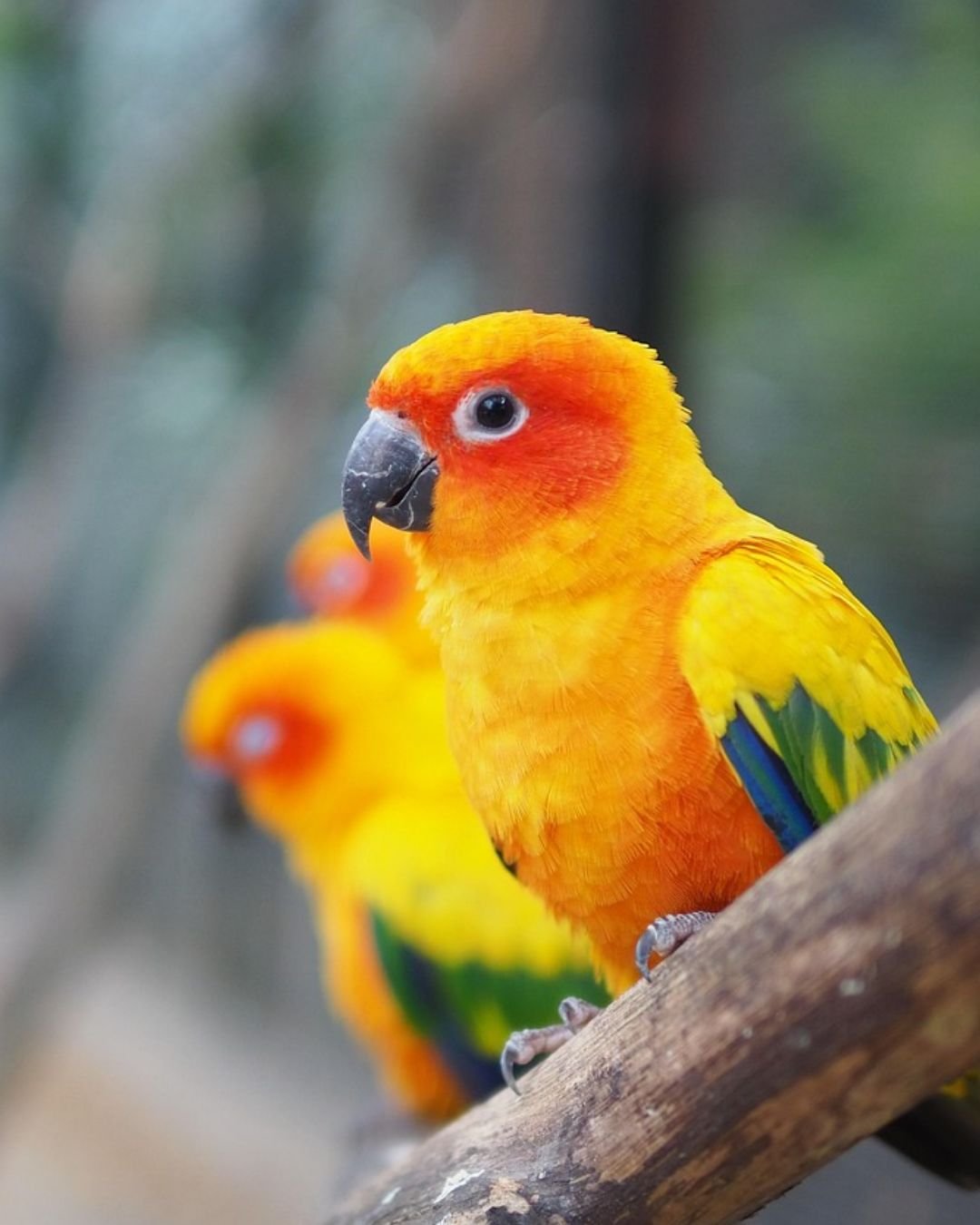parrot(golden concure )
