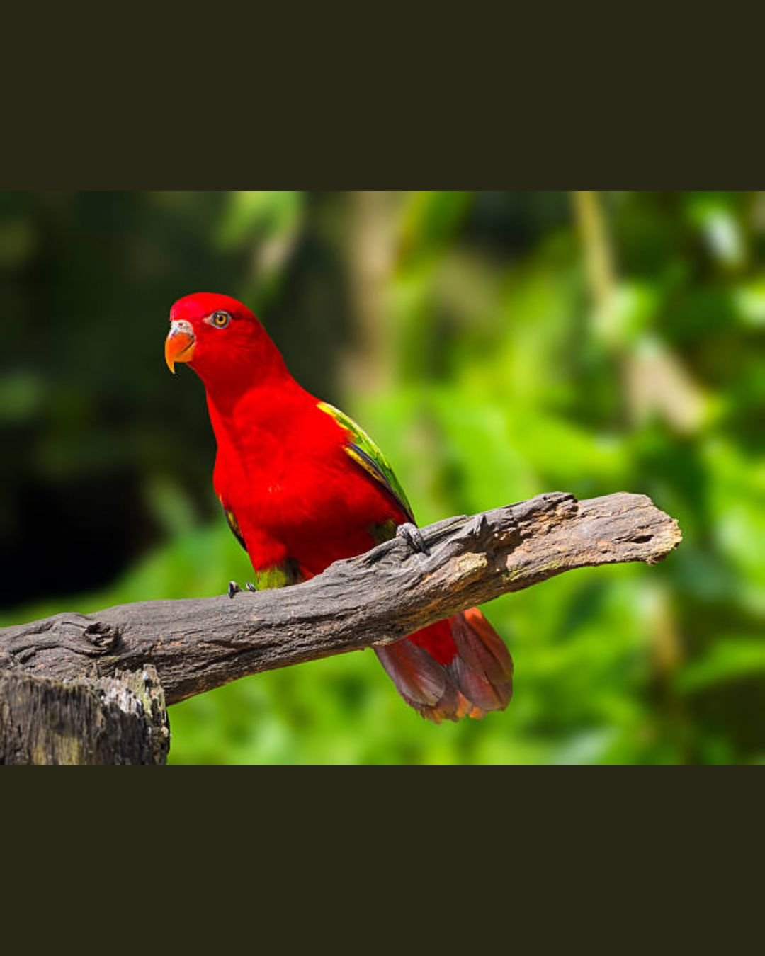 bird(chattering lory parrot)