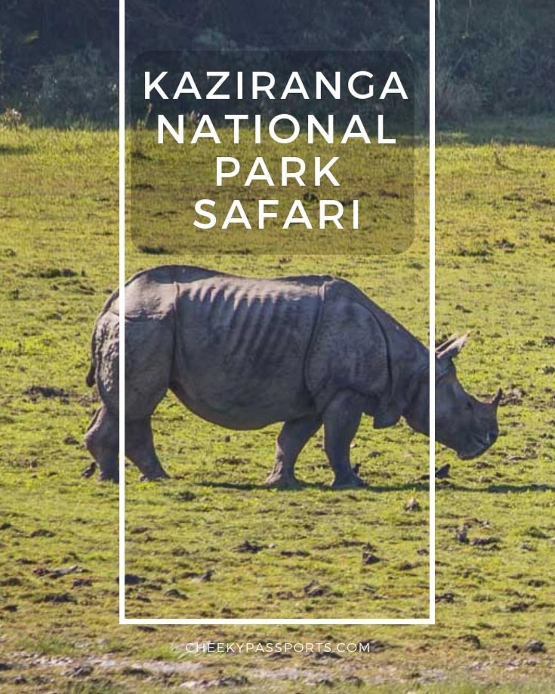 Kaziranga Wildlife Safari