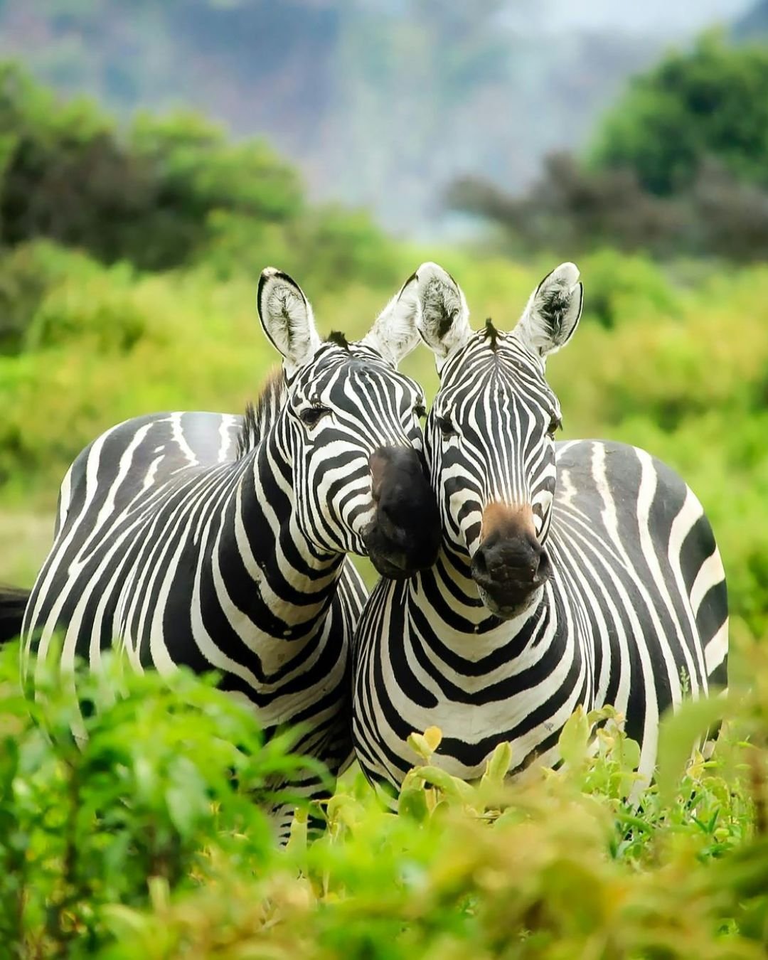 Kaziranga Wildlife Safari