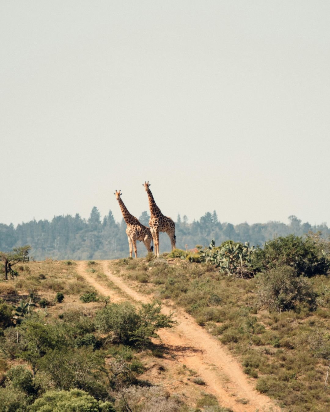 Kaziranga Wildlife Safari