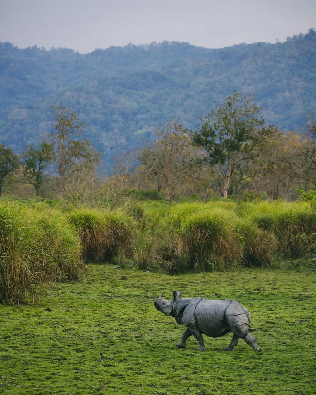 Kaziranga Wildlife Safari