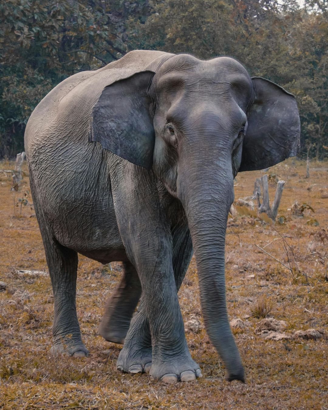 Kaziranga Wildlife Safari