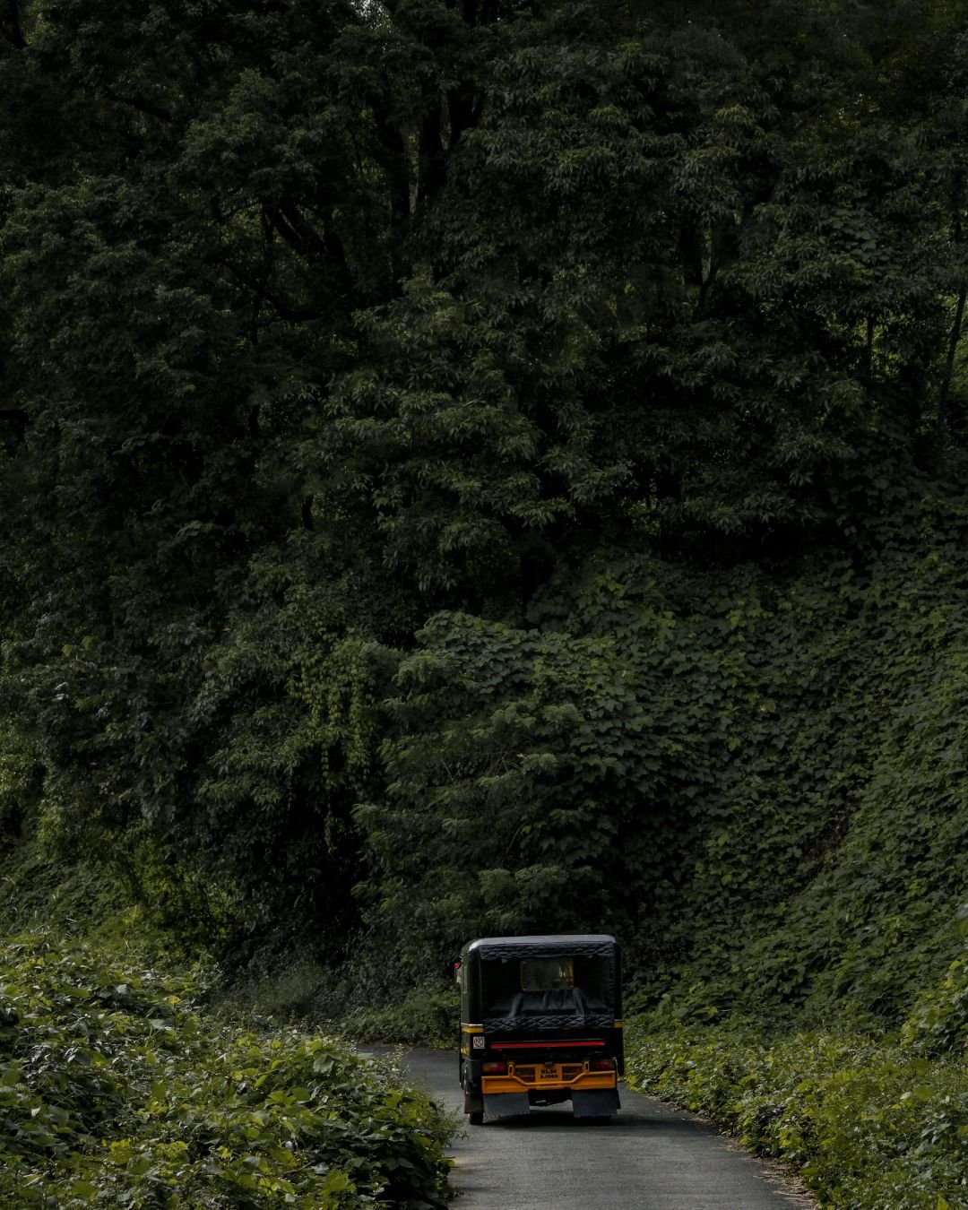 Kaziranga Wildlife Safari