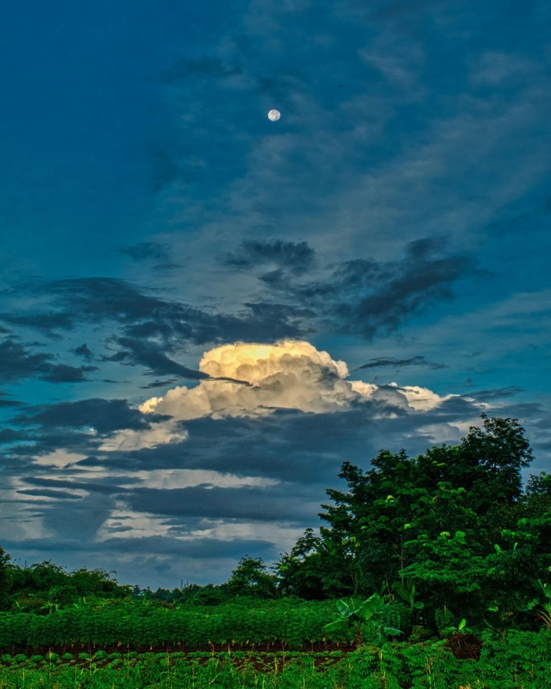 Kaziranga Wildlife Safari