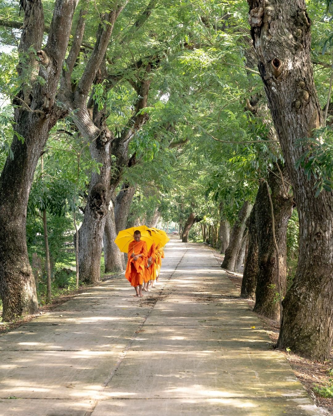 Kaziranga Wildlife Safari