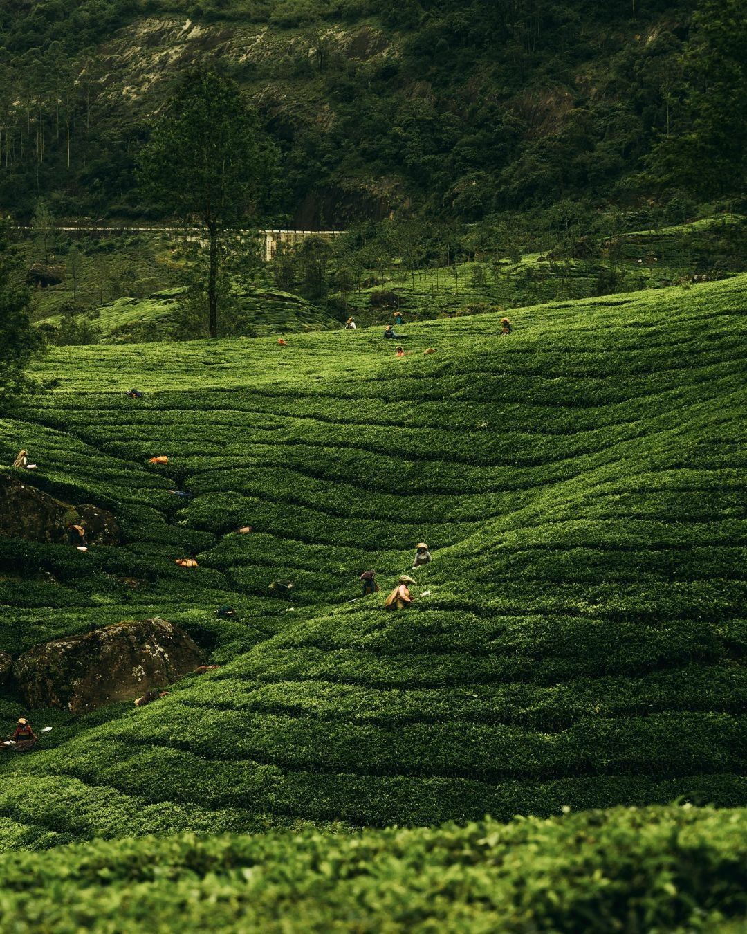 Kerala Backwater Cruise